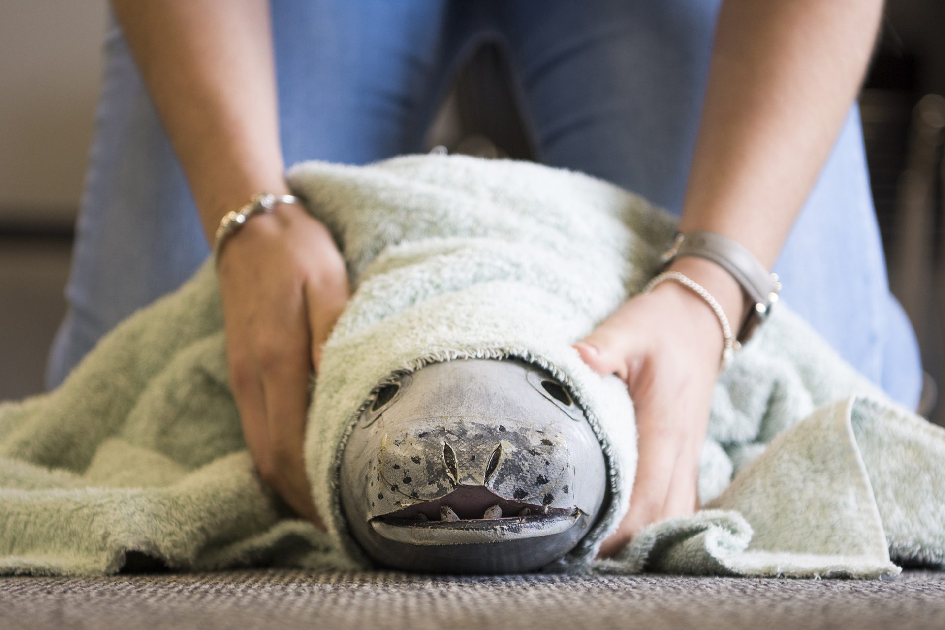 BDMLR Seal Rescue Training Fake Seal