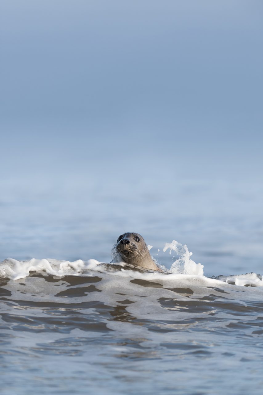 Grey Seal in Waves